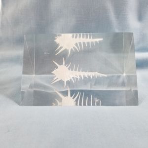 MUREX SHELL PAPER WEIGHT